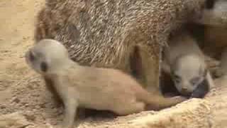 one two THREE baby meerkats 1213 day old pups [upl. by Acemat]