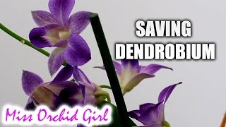 Saving Debdrobium Phalaenopsis Orchid with no roots [upl. by Retswerb962]