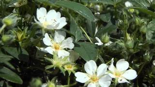 Potentilla tridentata Nuuk [upl. by Perron434]