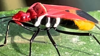 Stink bugs have very beautiful colors❤️ [upl. by Ierbua]