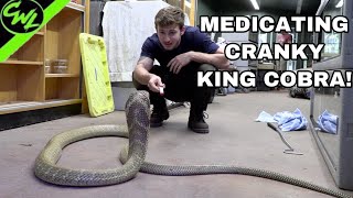 MEDICATING MY KING COBRA [upl. by Feeley]