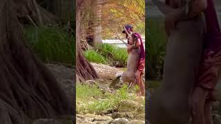 Part 2 ⚡️Man saves drowning deer in san antonio River Texas wildlife gone wild 💥 [upl. by Remliw834]