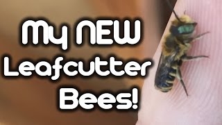 My New Leafcutter Bees [upl. by Stalk]