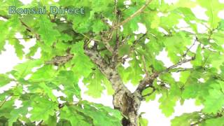 Mature Specimen Quercus robur English Oak Outdoor Bonsai  Excellence Range OD 2370 [upl. by Livvy]