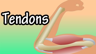 Tendons  What Are Tendons  Functions Of Tendons  Tendonitis [upl. by Ennadroj]