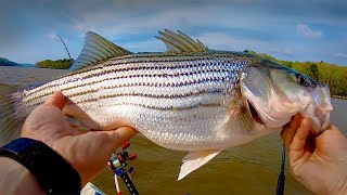 Cut Bait Striper Fishing [upl. by Aniehs21]