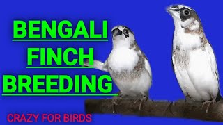 BENGALISOCIETY FINCH BREEDING [upl. by Brant]