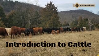 Introduction to cattle [upl. by Adnawat210]