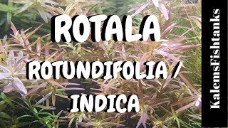 Rotala RotundifoliaIndica Care and Propagation [upl. by Ainezey985]