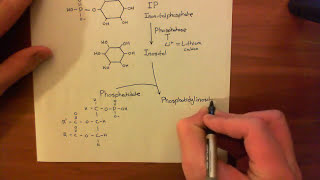 The Phosphoinositide Pathway Part 4 [upl. by Rakabuba]