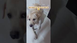 Snowball badi smart hai 😂labrador dog pet shorts youtubecutedog [upl. by Lunsford]