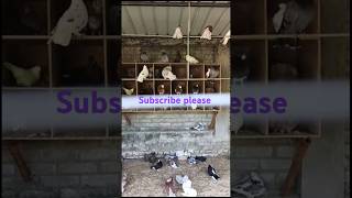 Fancy pigeonskabutarstatusshortvideo tamjidarab 🕊️🕊️🕊️🕊️🕊️🕊️🕊️🕊️👍👍👍👍 [upl. by Annavoig]