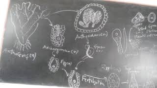 Life cycle of Anthoceros [upl. by Loleta921]