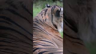 Tiger at Howletts tiger howletts animals wildlife zoo daysout shorts [upl. by Adlemi]