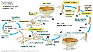 Ascomycota sac fungi [upl. by Lauer]