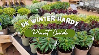 UK winter hardy evergreen plants shrubs and trees for your garden garden gardening flowers [upl. by Holds146]