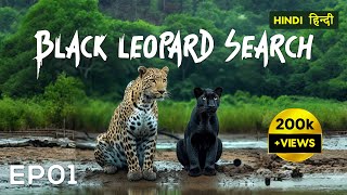 EP 01  Searching for Black Leopard  Pench Tiger Reserve  4K Video Hindi  हिन्दी [upl. by Onimod]