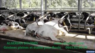 Aménagement détables de vaches laitière en Algérie par SARL ALGERIAN BOVINES [upl. by Richardo]