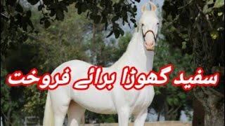 White Horse Available For Sale In Pakistan  Nukra Horse [upl. by Esma]