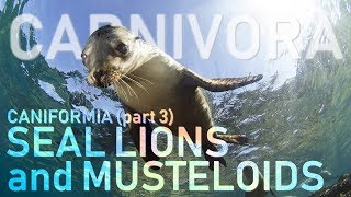 CARNIVORA III  Caniformia part3  Sea lions and Musteloids 🦡 [upl. by Teyut429]