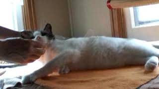 Applying Home Remedy for Cat with Demodectic Mange Using Apple Cider Vinegar Aloe Vera Gel Plus [upl. by Neit]