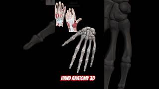 Hand Movements anatomy biology science hand lateralmovement neet [upl. by Mareah329]