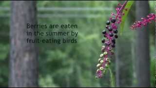 American Pokeweed Attracts FruitEating Birds  Texas Wildlife Diversity Program [upl. by Ariek]