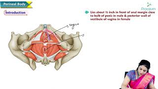 4 Perineal Body of Pelvis  Anatomy of Pelvis  MBBS Lecture [upl. by Hartill]