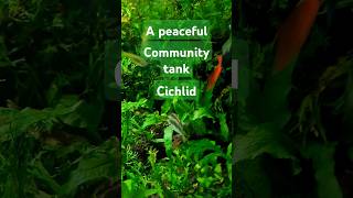 KRIBENSIS Can be a PEACEFUL Community Tank CICHLID FISH tropicalfishtank amazingaquarium fish [upl. by Neibart972]