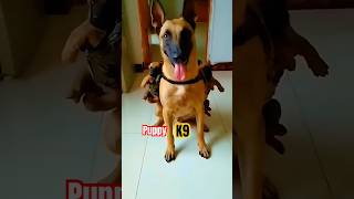 Two puppy training k9 🔥 dog germanshepherd pettraining pettrainning puppy k9 dogtraining [upl. by Zavras]