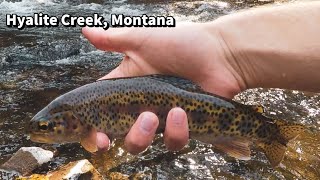 Hyalite Creek MONTANA Fly Fishing  Dry Dropper Fishing [upl. by Madai24]