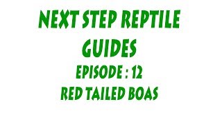 SNA INTERMEDIATE SERIES  Episode 12  Red Tail Boas Boa constrictor constrictor [upl. by Haimarej]