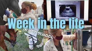 Week In The Life  Equine and Bovine Pracs  University of Pretoria Vet Student [upl. by Yoshio]