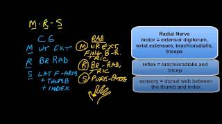 C6 versus the Radial Nerve differential diagnosis [upl. by Trip]