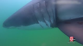 A look into tagging great white sharks off the Cape Cod coast [upl. by Novaelc384]