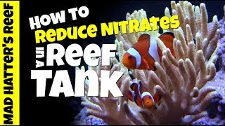 HOW TO Reduce Nitrates in a Reef Tank Without Water Changes [upl. by Avalsorim]