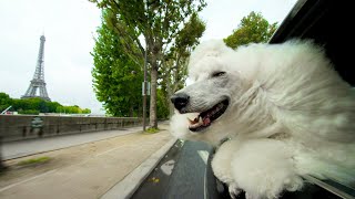 Why Dogs Stick Their Heads Out Of Car Windows  Pets Wild At Heart  BBC Earth [upl. by Lorraine]