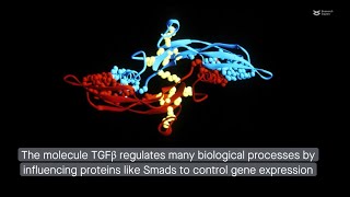 LINC00707 interacts with Smad proteins to regulate TGFβ signaling and cancer cell invasion [upl. by Einnok]