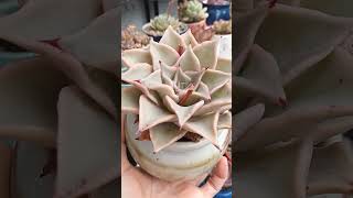 Echeveria Madiba tipping out some rain water 💧 springgarden plants garden gardening plantas [upl. by Tnert405]