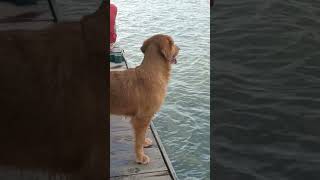 My dog on a boat to see Water doglover cute goldenretiever cutepuppy fluffypuppies [upl. by Acirahs]