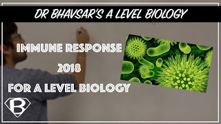 Immune response 2018 for A level bio [upl. by Oringa58]