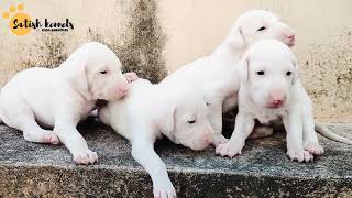 Rajapalayam puppies in Trivandrum [upl. by Suelo]