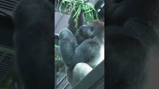 The coolest boss gorilla ever 🥰🥰🥰 Animal video 2024 Shorts [upl. by Mcmillan158]