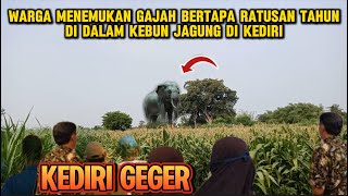 KEDIRI VIRAL  Gajah Bertapa Ratusan Tahun Di Ketemukan Warga Di Ladang Jagung [upl. by Leuamme]