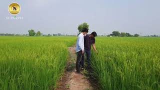 Nutranta Paddy Seeds  Treated with MAC Technology from Cytozyme [upl. by Astor]