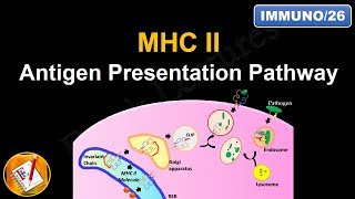 Antigen Processing and Presentation PART II MHC II Antigen Presentation Pathway FLImmuno26 [upl. by Aiahc]