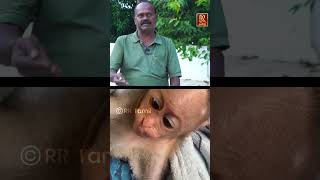 என்ன விட்டு போகாம புடிச்சிகிச்சு  Little monkey  prani mitran  RR Tamil [upl. by Enia824]