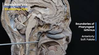 NASOPHARYNX DEMONSTRATION [upl. by Tnilc]