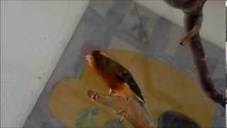 Kanarienvogel Gesang  Canary singing [upl. by Adore]