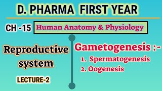 Gametogenesis  Spermatogenesis  Oogenesis  CH15  L2  DPharm first year [upl. by Ayekahs]